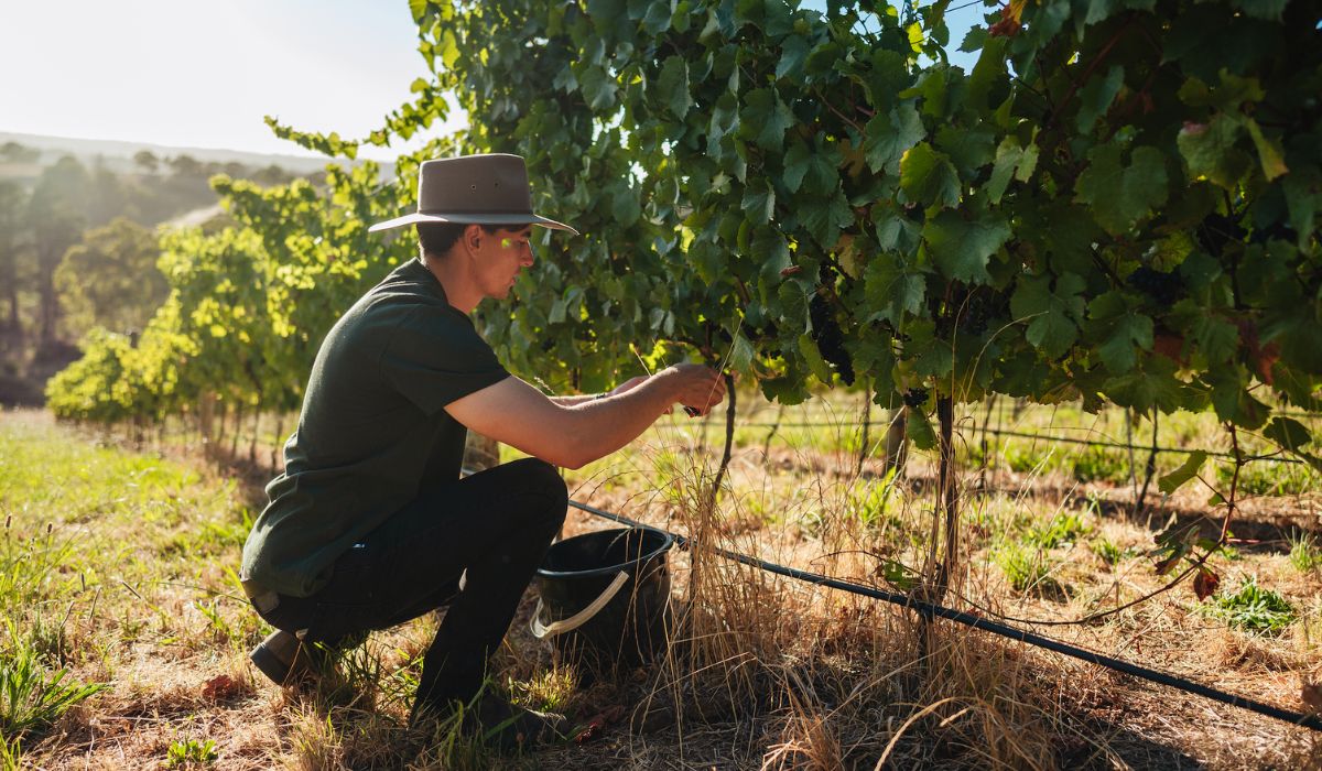 Turon White, Turon Wines