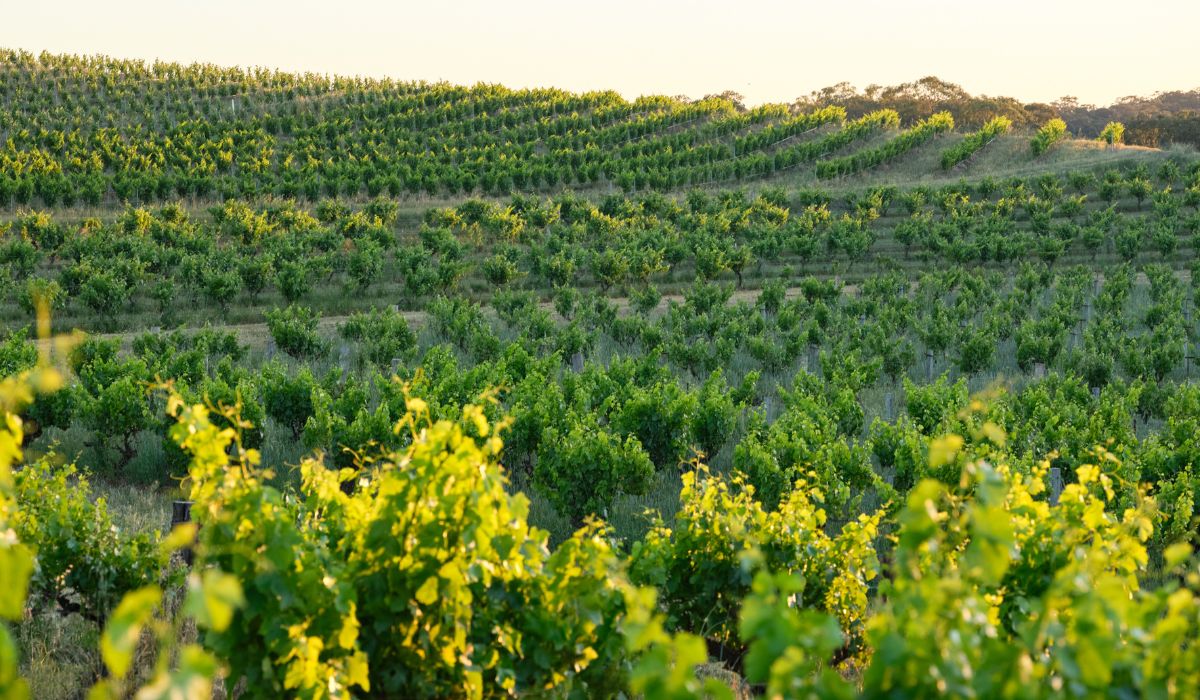 Alkina wine