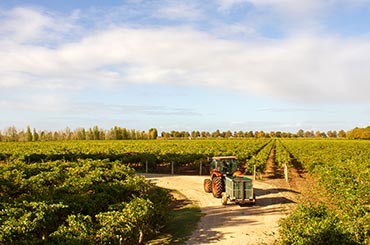 A first look into Australian wine vintage 2019