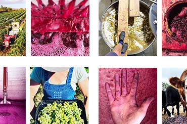 2019 Vintage Highlights