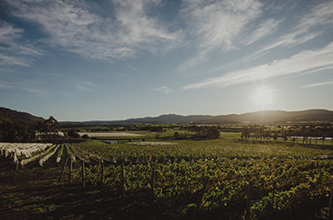 The Moorilla and Domaine A vineyard