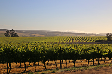 West Cape Howe vineyard
