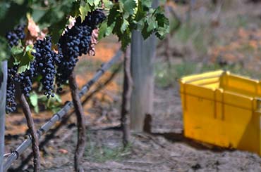 Emerging Grape Varietes 