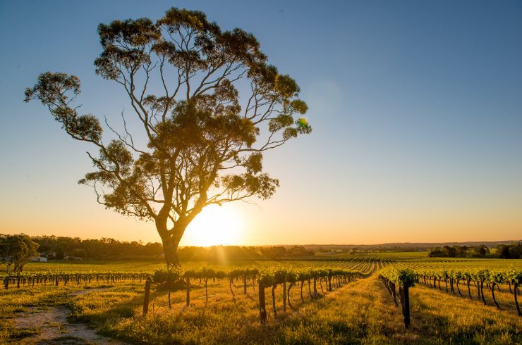 Barossa vineyard at sunset