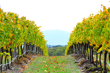 The vineyard at Bindi Wines