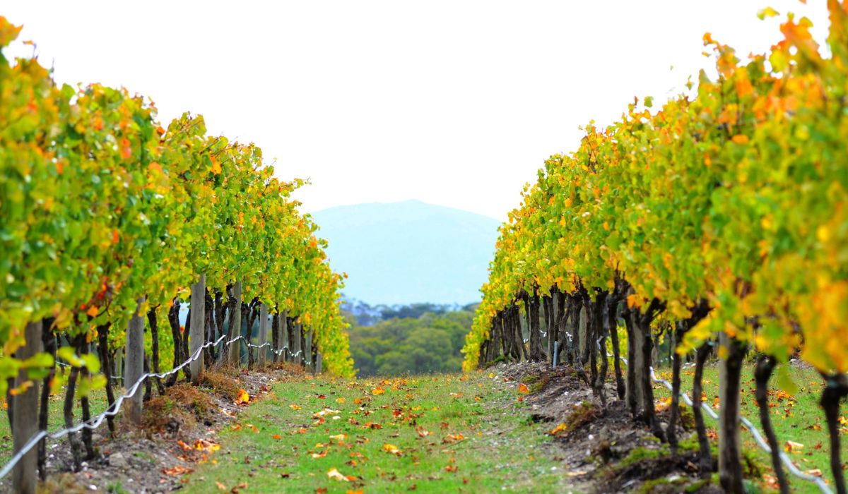 Bindi's Block 5 vineyard