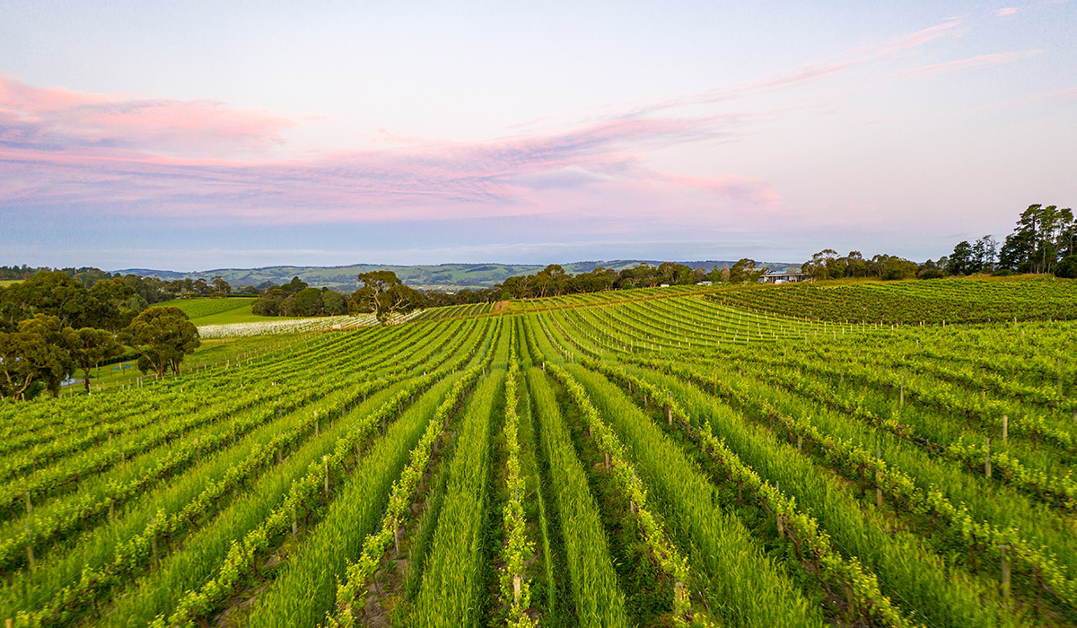 Rayner's Vineyard