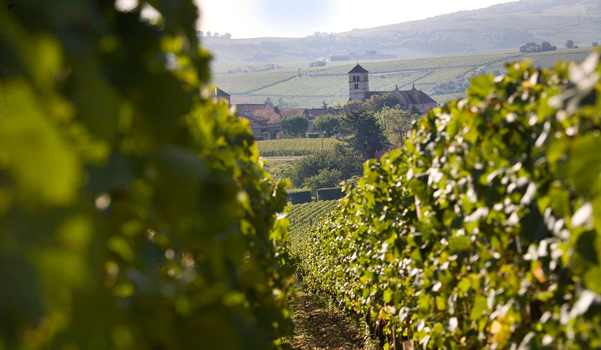 Maconnais vines