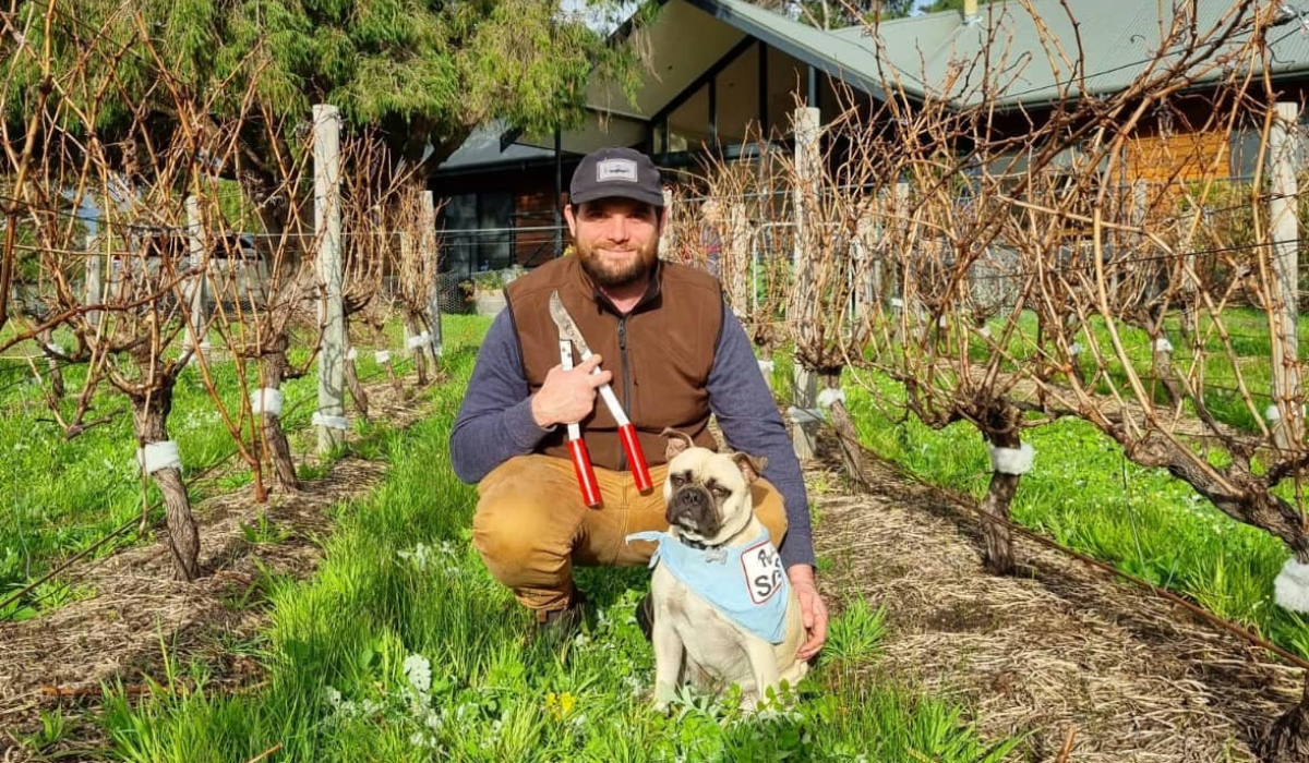 A man holding a pug crouches in a vineyard