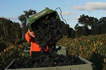 A bin filled with cabernet franc being tipped into a trough