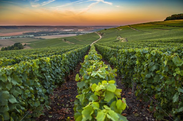 Vineyard in Champagne