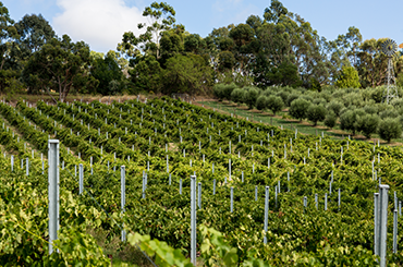 Chris Ringland vineyard