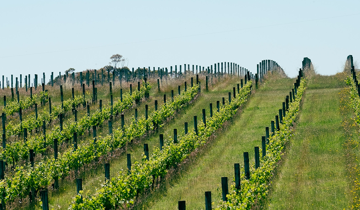 Crawford River vineyard