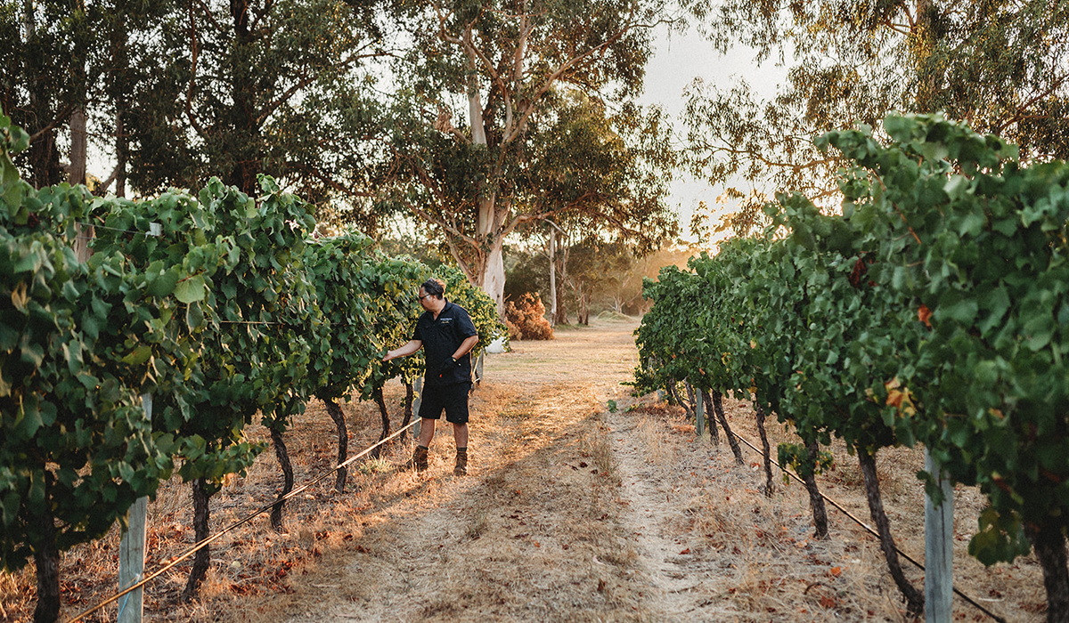 Bruce in the vineyard