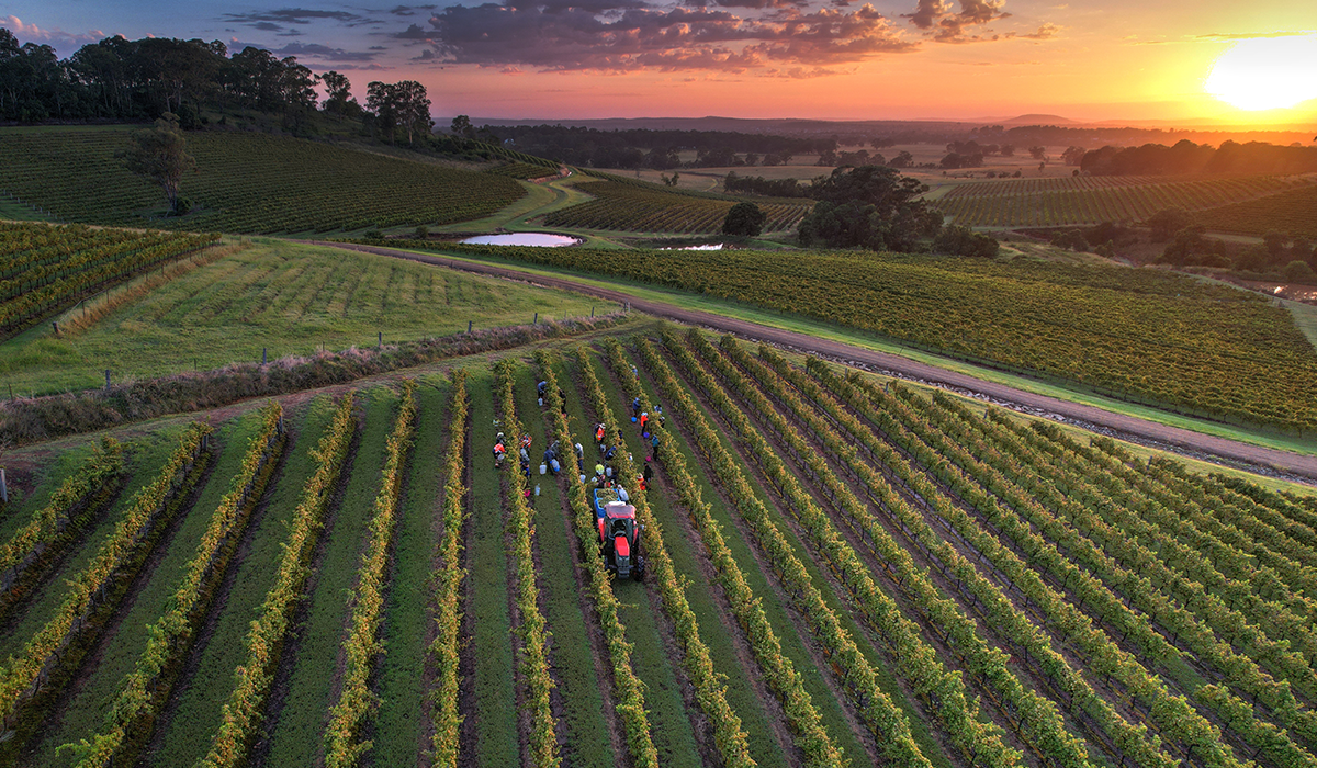 Briar Ridge vineyard