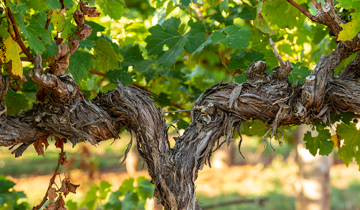 Vines at Yalumba