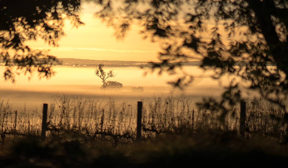 Misty morning at Ferngrove