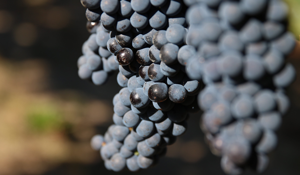 Grapes at Vasse Felix