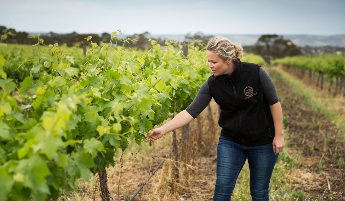 A woman picks grapes from a vine in a vineyard