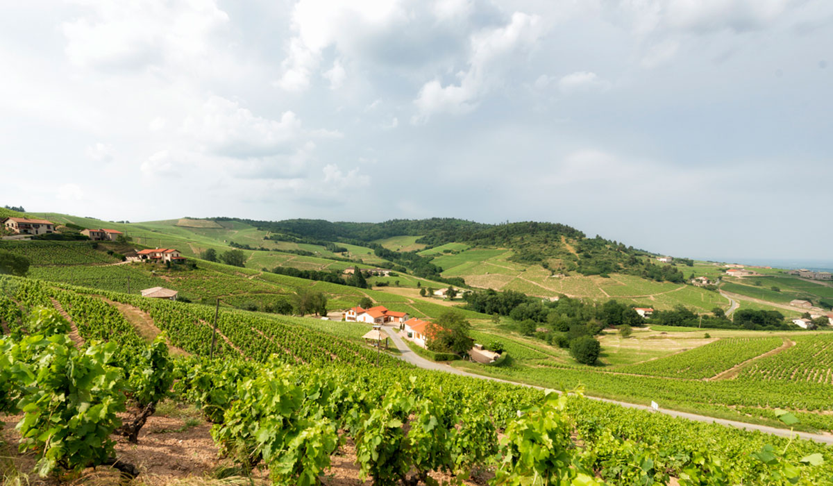 View over the vineyard in Beaujolais, France