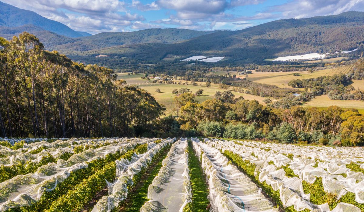 Giant Steps 2024 Single Vineyard range