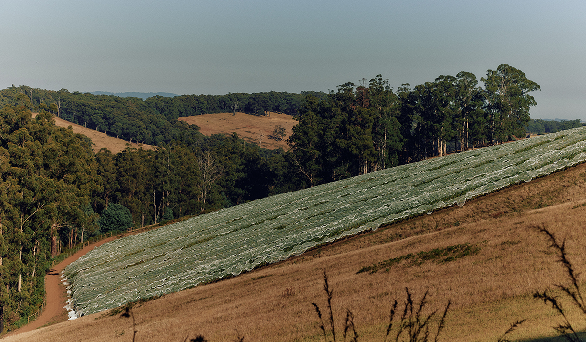 Bastard Hill vineyard