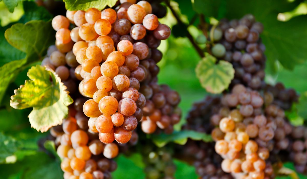 Pinot gris grapes