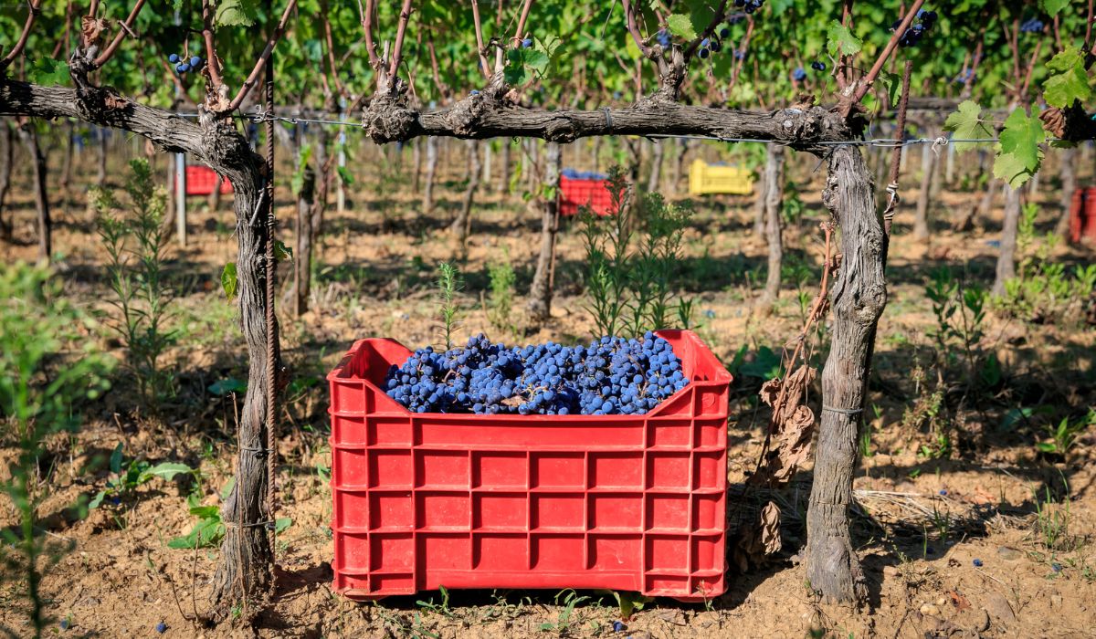 Sangiovese grapes