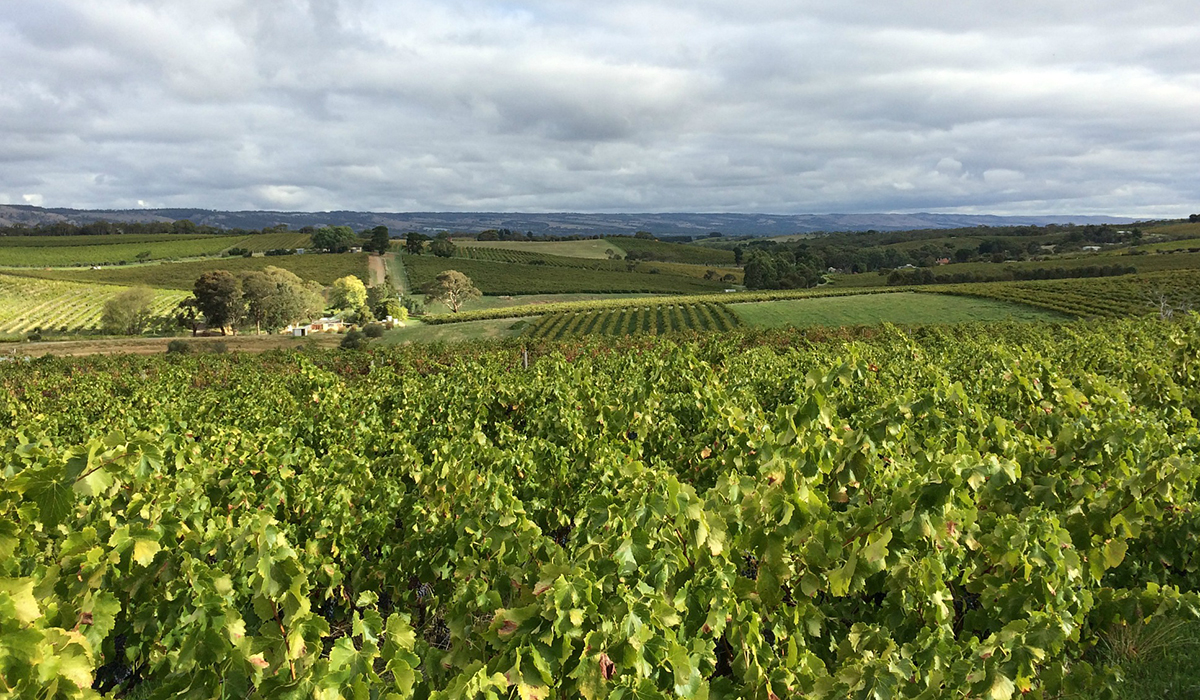 Grenache vines at Aphelion Wine