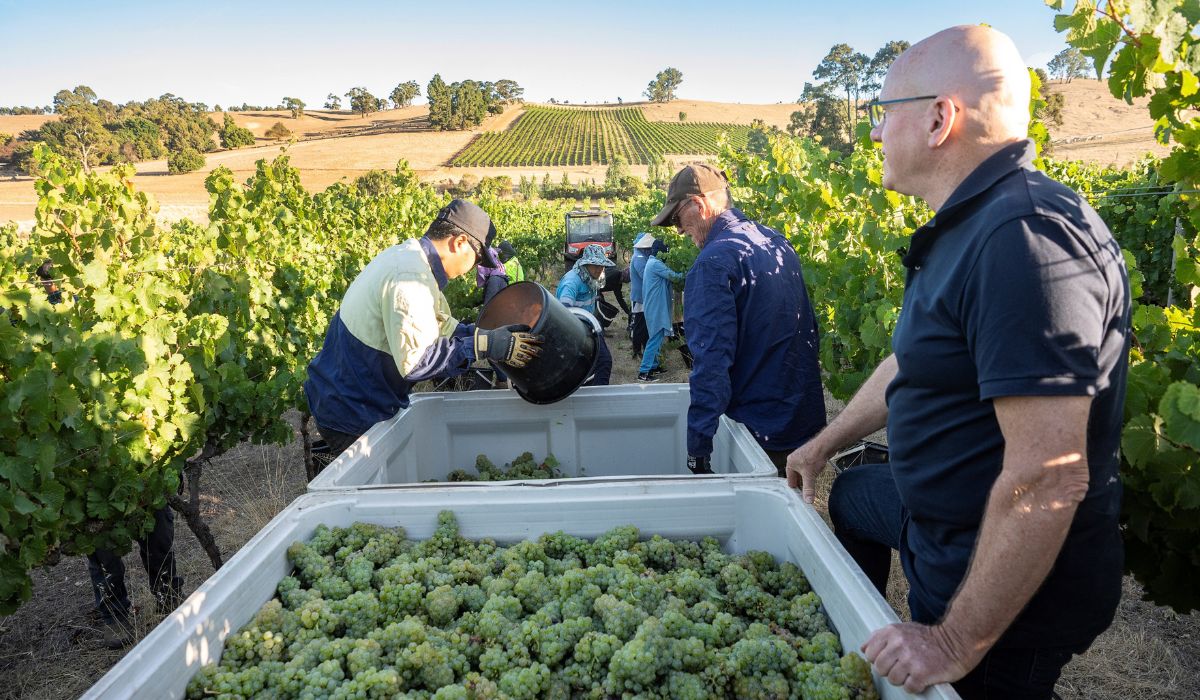 Grosset 2025 wines