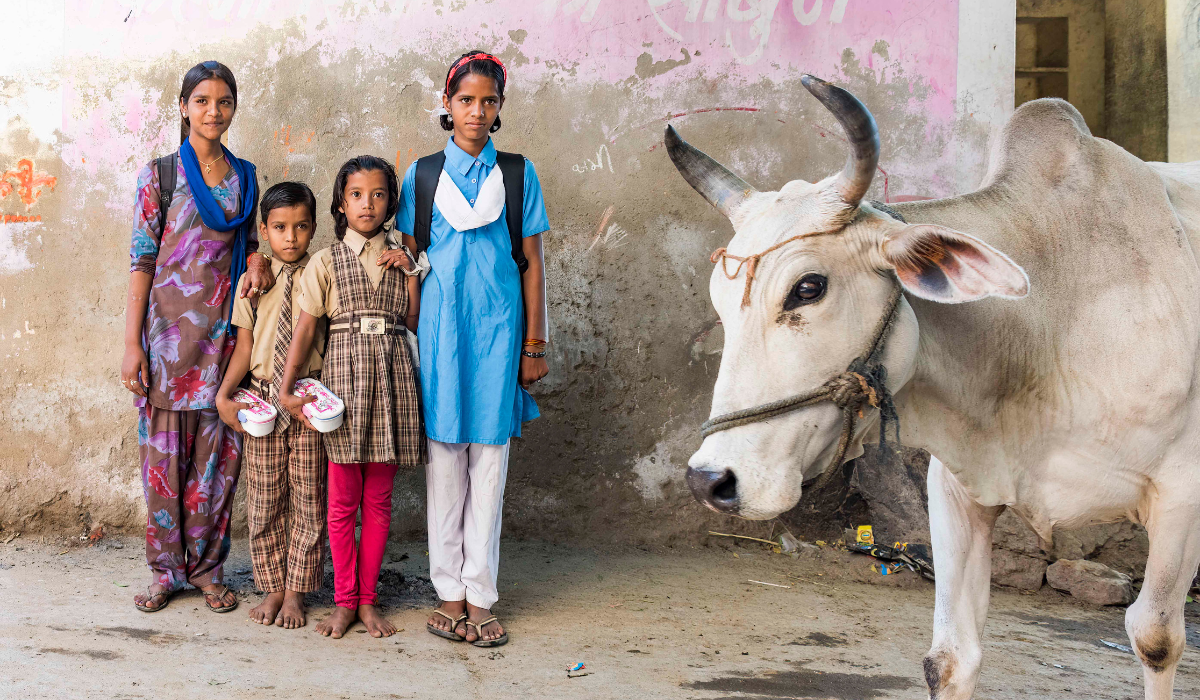 Four kids and a white cow