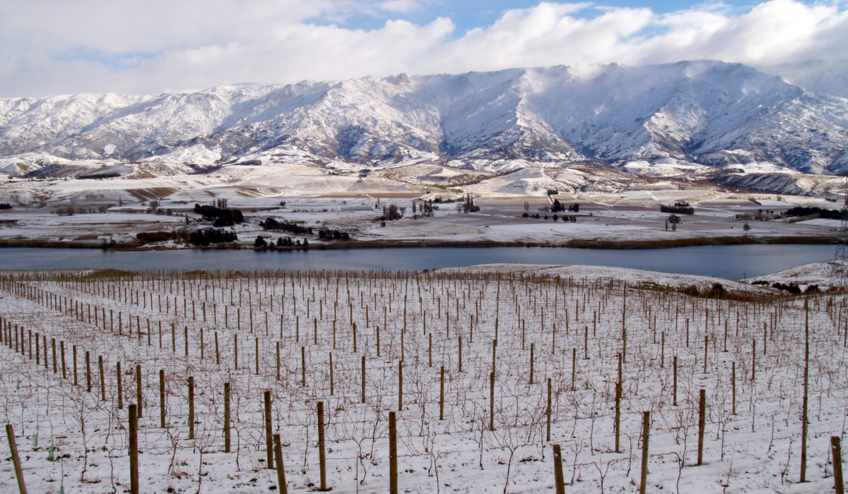 A vineyard in Central Otago, NZ, covered in snow