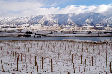 A vineyard in Central Otago, NZ, during winter