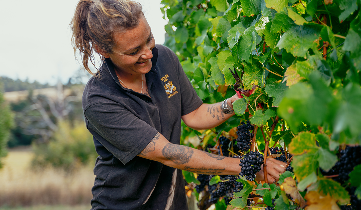 Hannah pruning the vines