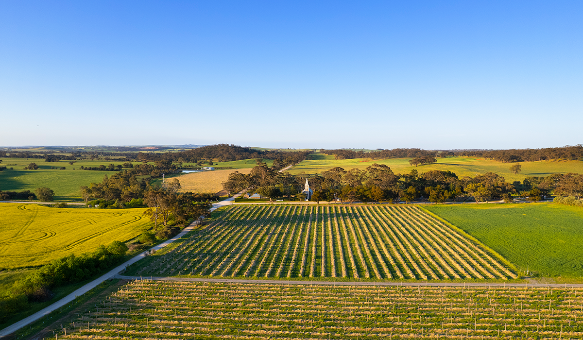 Henschke's vineyard.