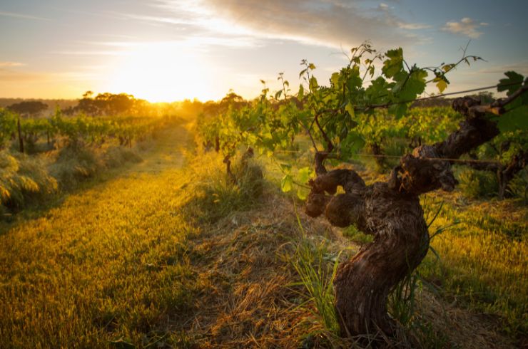Henschke's Mount Edelstone vineyard