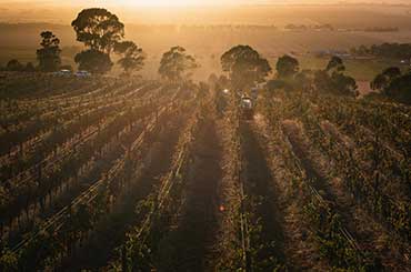 Chalmers vineyard in Heathcote, Victoria
