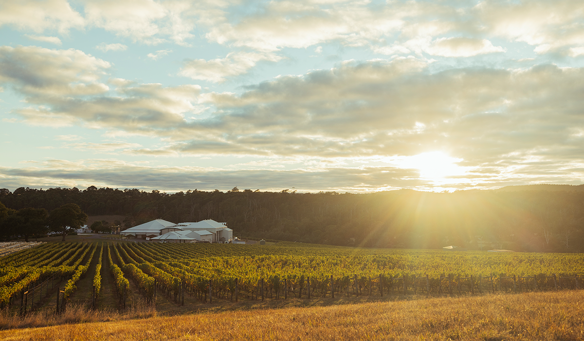 House of Arras vineyard