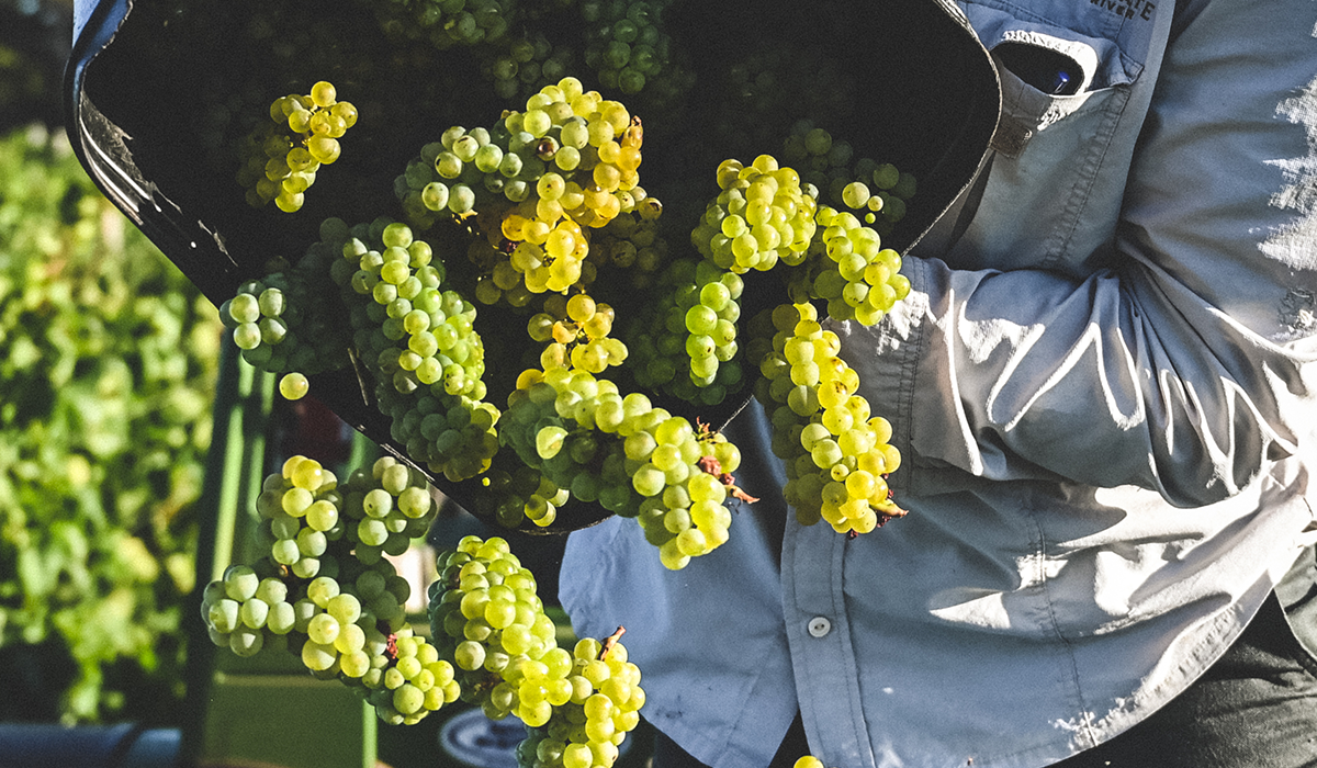 Grapes being tipped from a bucket