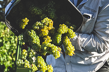 Grapes being tipped from a bucket