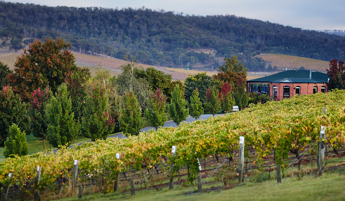 De Bortoli vines, Yarra Valley.