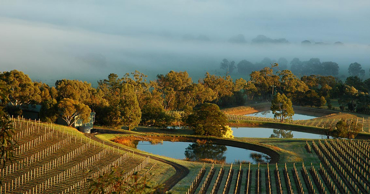 View over the Coldstream Hills vineyards