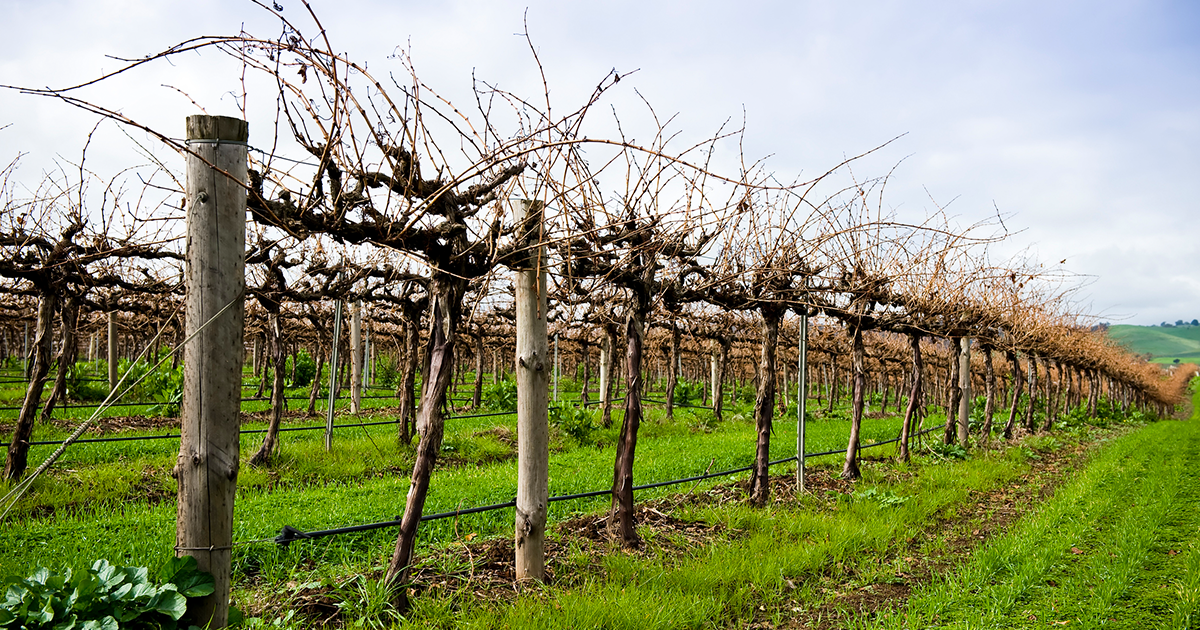 James on cool climate shiraz