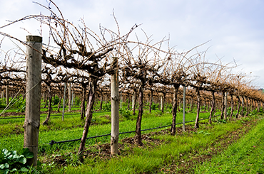 James on cool climate shiraz