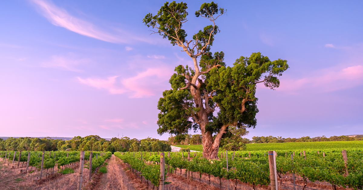 James on the beauty of McLaren Vale