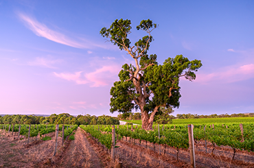 James on the beauty of McLaren Vale