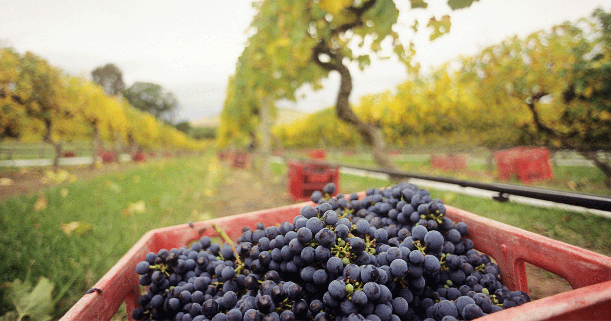 James on pinot noir