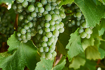 James on diverse styles of semillon