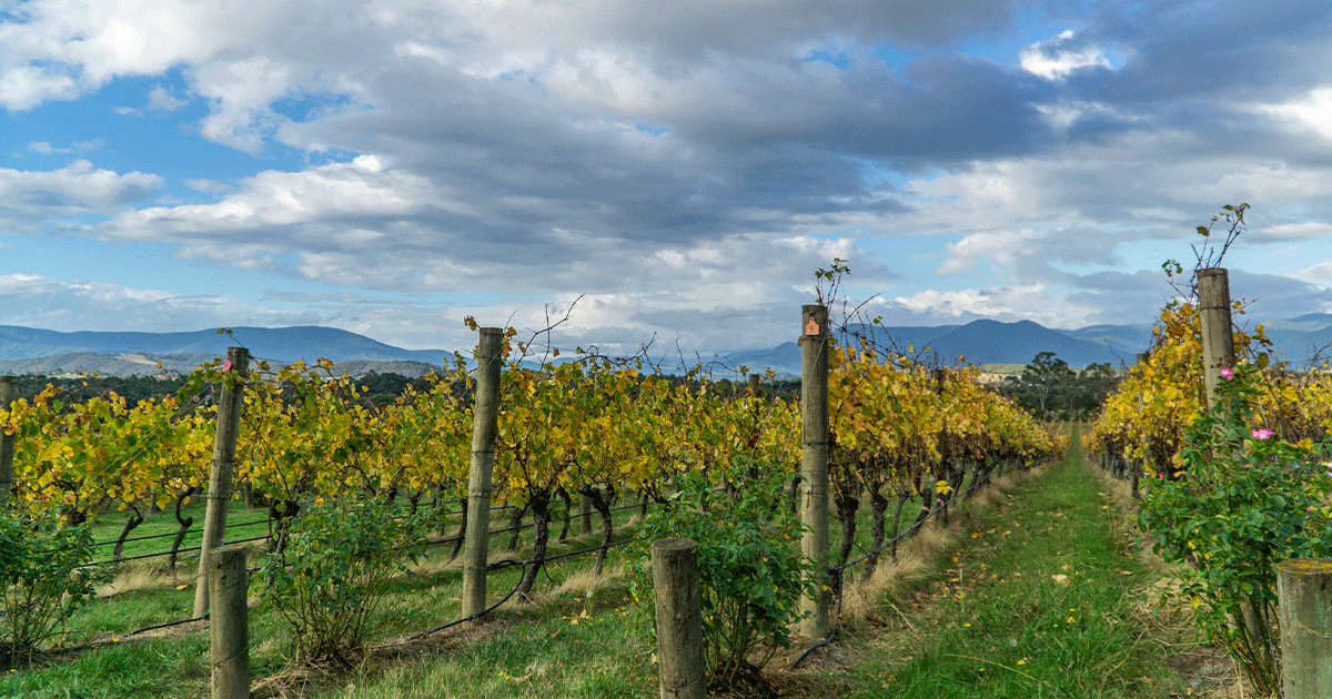 James on the forces of nature in winemaking