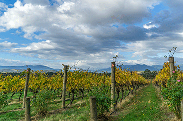 James on the forces of nature in winemaking